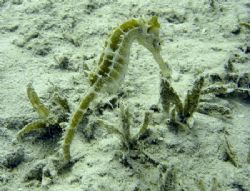 Sea Horse taken on shallow dive in Hurghada 2006. by Mick Hatswell 